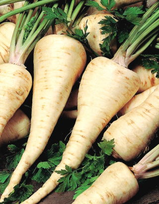 Parsley 'Jagienka' - medium early, for early harvest