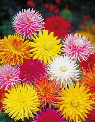 Cactus Dahlia - variety mix - 120 seeds