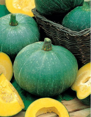 Jättikurpitsa - Ambar - 18 siemenet - Cucurbita maxima
