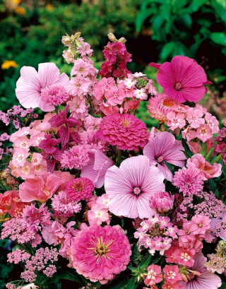 Pink Planter blandede frø - 