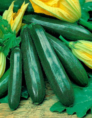 Calabacín - Cora F1 - Cucurbita pepo  - semillas