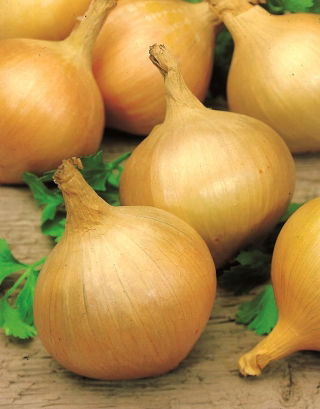 Cebolla - Majka - 500 semillas - Allium cepa L.