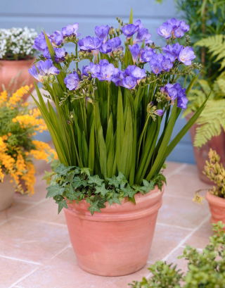 Freesia - Single Blue - paquete de 10 piezas
