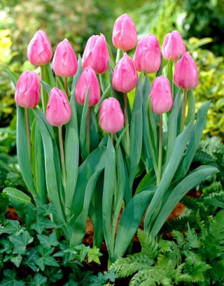 Tulipan Aafke - stor pakke! - 50 stk.