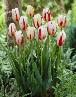Tulipe 'Carnaval de Rio' - grand paquet - 50 pcs