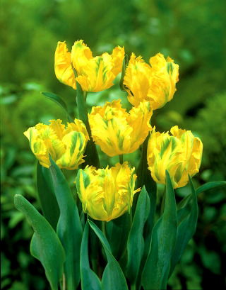 Tulipano pappagallo 'Texas Gold' - confezione grande - 50 pz