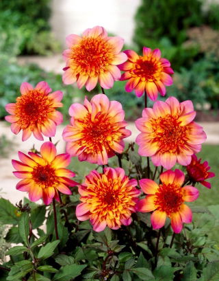 Dahlia - Floorinoor