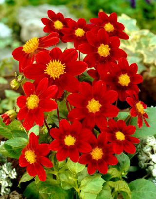 Dahlia - Firebird - grand paquet ! - 10 pieces