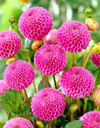 Dahlia - Franz Kafka - large pack! - 10 pcs