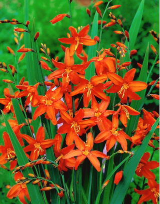 Babylon crocosmia - Orangenblüten - Großpackung! - 100 Stk - 