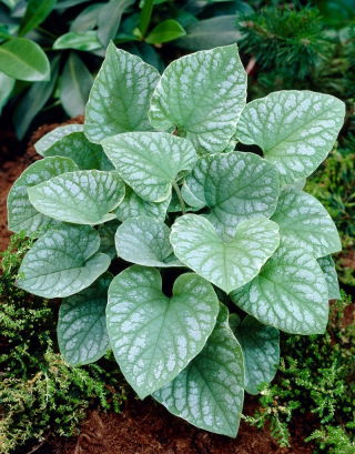 Sibirischer Bugloss "Silver Wings" (Brunnera macrophylla) - tolles Vergissmeinnicht, Großblättrige Brunnera, Herzblatt - Großpackung! - 10 Stk - 