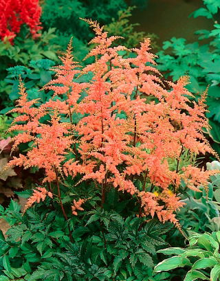 Astilbe "Bressingham Beauty" - salmon pink; false spirea  - XL pack - 50 pcs