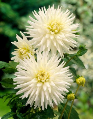 Dahlia - My Love - XL pak - 50 st - 