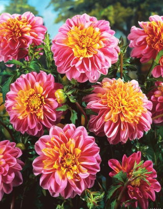 Dahlia - Life Style