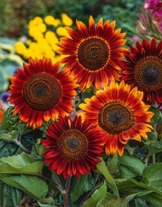 Slunečnice roční - Evening Sun - Helianthus annuus - 1 kg - Teplá červená, podzimní kvetení - Čerstvá semena
