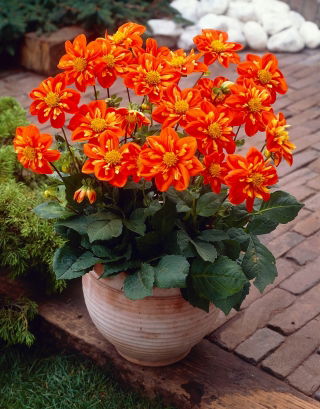 Dahlia - Alstergruss - Knollen