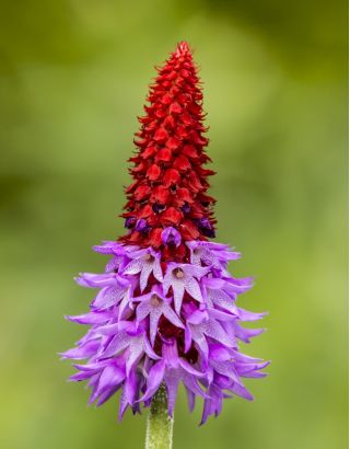Primrose kínai pagoda magok - Primula vialii - 140 mag
