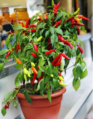 Paprika - Poupila - Výrazná chuť v kompaktní velikosti, vhodná do květináčů! - Čerstvá semena