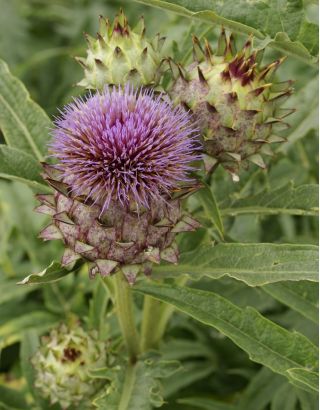 Semillas de cardo - Cynara cardunculus - 25 semillas - Cynara cardunuculus Bianco avorio