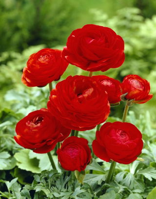 Жовтець, Жовтець Червоний - 10 цибулин - Ranunculus