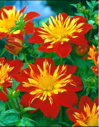 Dahlia La Gioconda