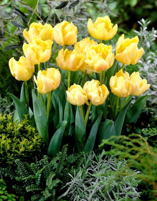 Tulip 'Montreux' - large package - 50 pcs