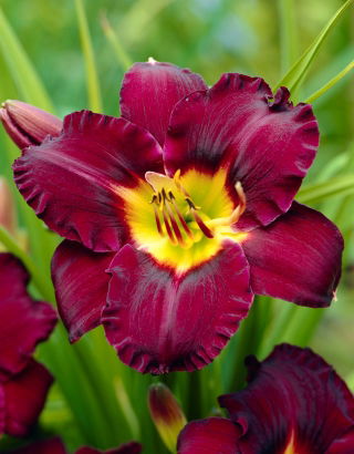 Bela Lugosi daylily - large package! - 10 pcs