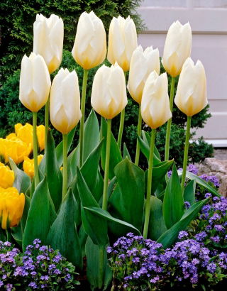 Purissima madalakasvuline tulp - 5 tk