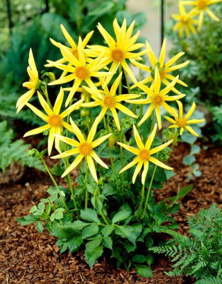 Dalia - Honka - Pack XL - 50 uds.
