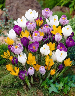 Crocus large-flowered - Mix of colours - Exceptionally Weather Resistant - Bulbs - Large Pack - 100 pcs