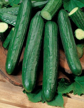 Komkommer 'Orion F1' - kasvariëteit - 5 g zaden (Cucumis sativus)