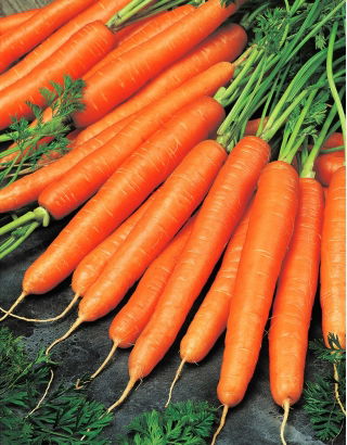 Carota - Olympus - Raccolto tardivo, croccante e dolce da conservare - Semi Freschi