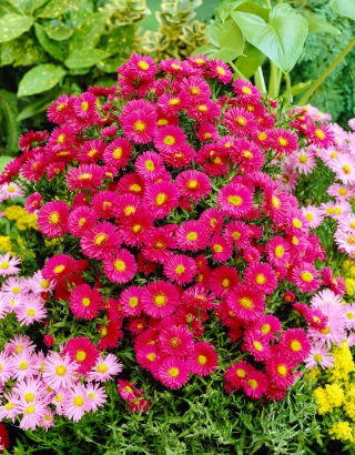 Herfstaster 'Jenny' - groot pakket - 10 planten