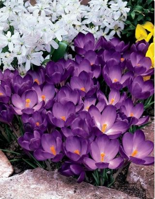 番红花红宝石巨人 -  10个洋葱 - Crocus tommasinianus Ruby Giant