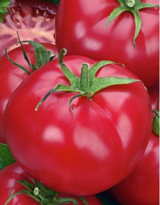 Tomato "Prezes" - field, raspberry, delicious variety
