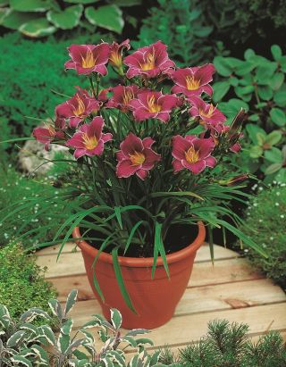 Daylily Little Missy - 