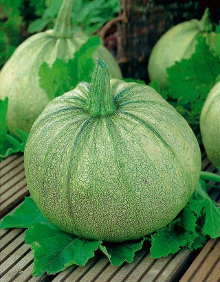Hull-less squash 'Miranda' - 100 g