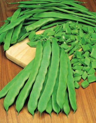 Зелена квасоля "Дакота" - Phaseolus vulgaris L. - насіння