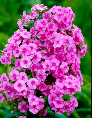 Floxsläktet - rosa - Phlox