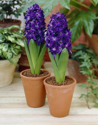 Hyasintti Blue Magic - iso paketti! - 30 kpl - 