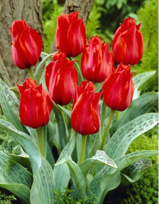 Tulppaani Julius Caesar - iso pakkaus! -50 kpl