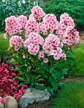 Bright Eyes fall phlox - large package! - 10 pcs