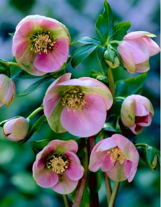 Helleborus, Hellebores Orientalis - paquete grande! - 10 piezas