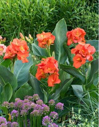Canna lily - Happy Cleo