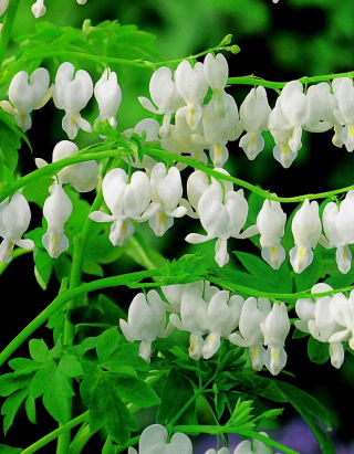 Dicentra, Bleeding Heart Alba - pacchetto grande! - 10 pezzi