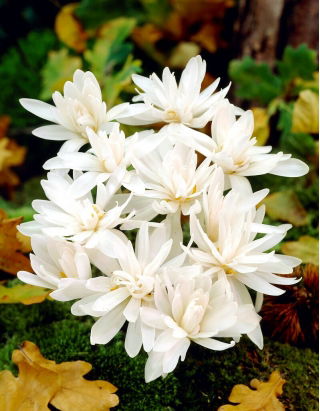 Crocus de otoño doble Alboplenum; azafrán de la pradera, mujer desnuda - Pack XL - 50 uds.