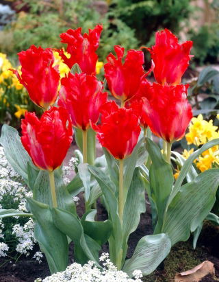Tulipán Loro Gigante - XXXL pack 250 uds