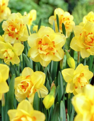 Narcissus Tahiti - Daffodil Tahiti - XXXL pack  250 pcs