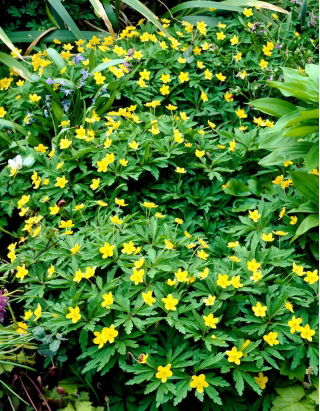 Yellow Anemone - GIGA Pack! - 50 pcs