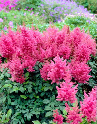 Falsa barba di capra (Astilbe) Federsee - rosa